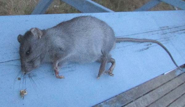 Photo of Rattus rattus by <a href="http://morrisoncreek.org/">Kathryn Clouston</a>